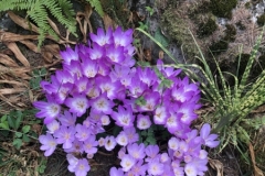 Autumn crocus, so beautiful and always a surprise!
