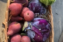 Abundance!