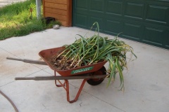 Wheelbarrow-o-garlic