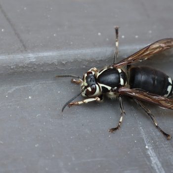 Nothing to Trifle With: Bald Faced Hornets