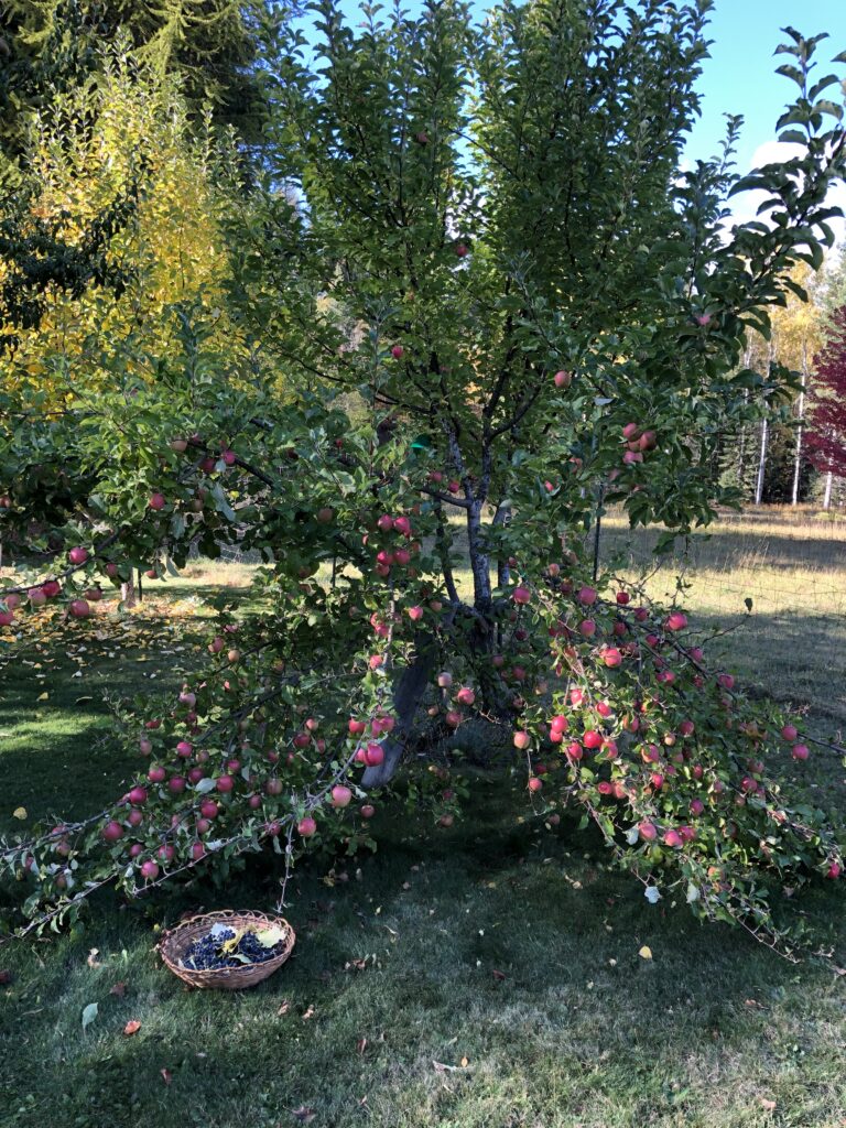 Pink Lady apple laden with fruit